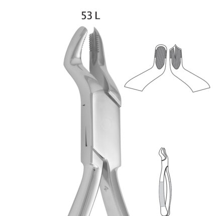Upper Molares Right (53 L)