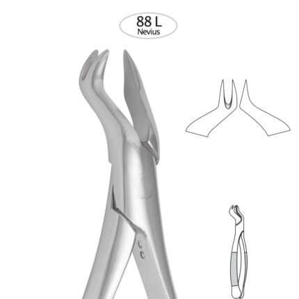 Upper Molares(Left 88 L)