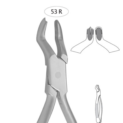 Upper Molares Right (53 R)