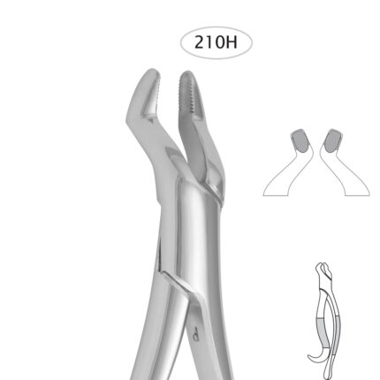 Upper Third Molars (210 H)
